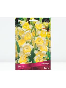 Гладиолус крупноцветковый 