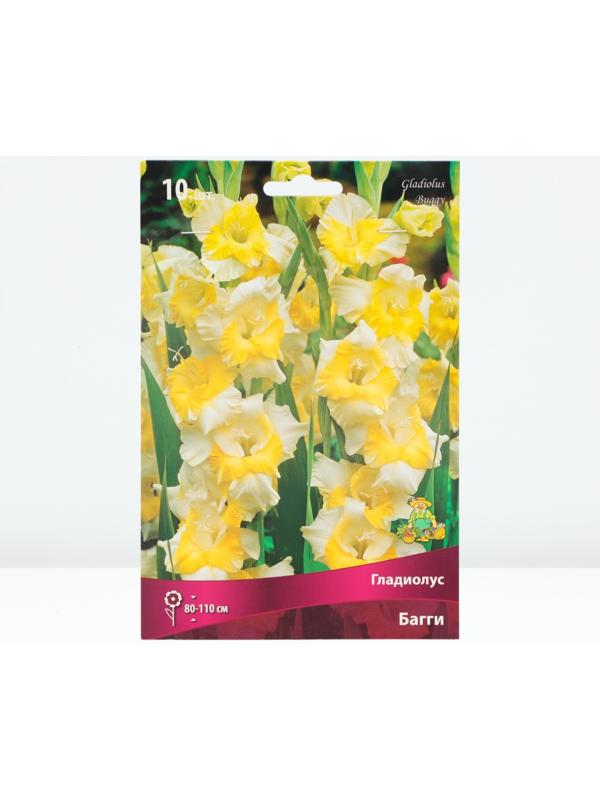 Гладиолус крупноцветковый 