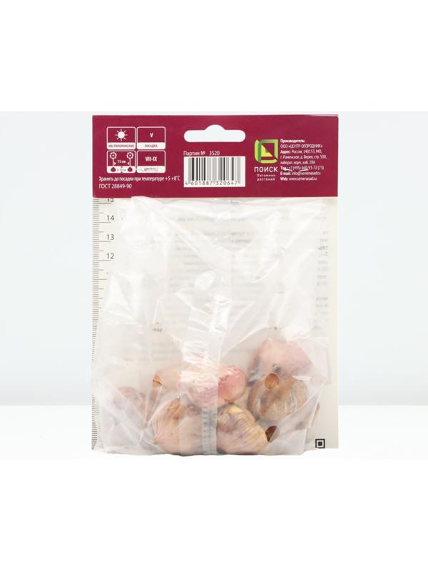 Гладиолус крупноцветковый 