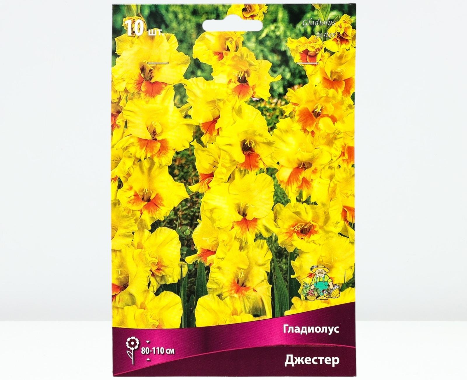 Гладиолус крупноцветковый 