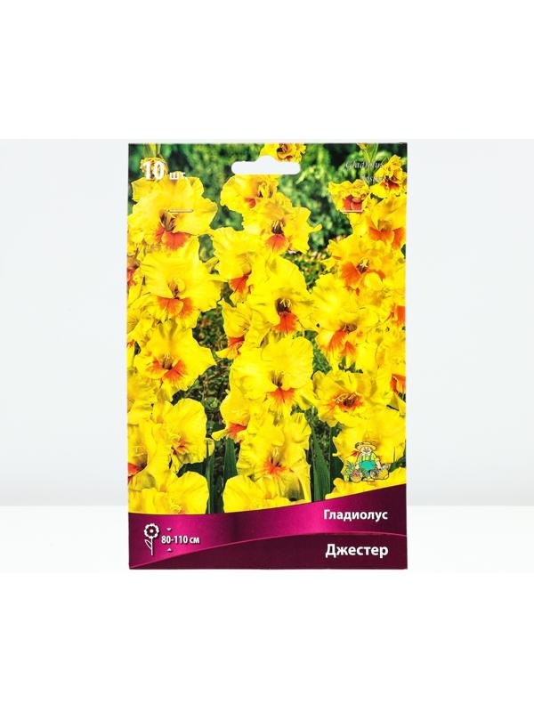 Гладиолус крупноцветковый 