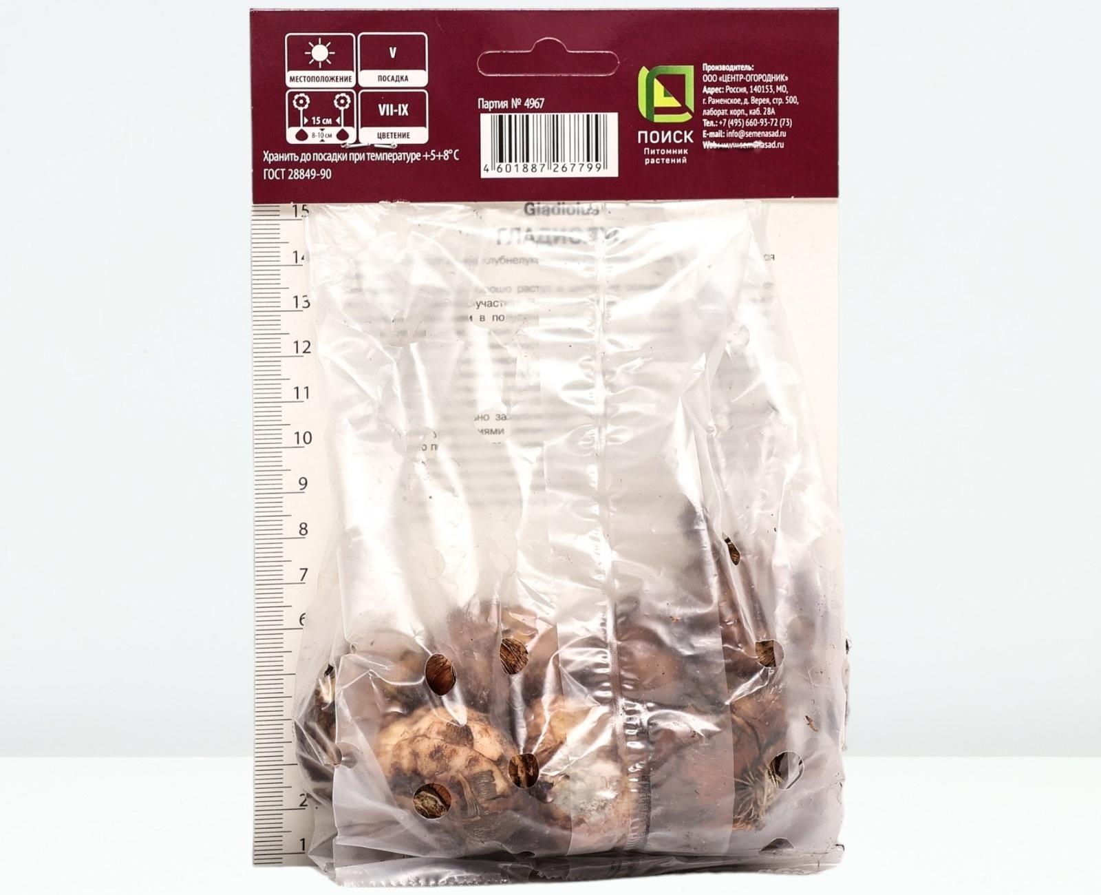 Гладиолус крупноцветковый 