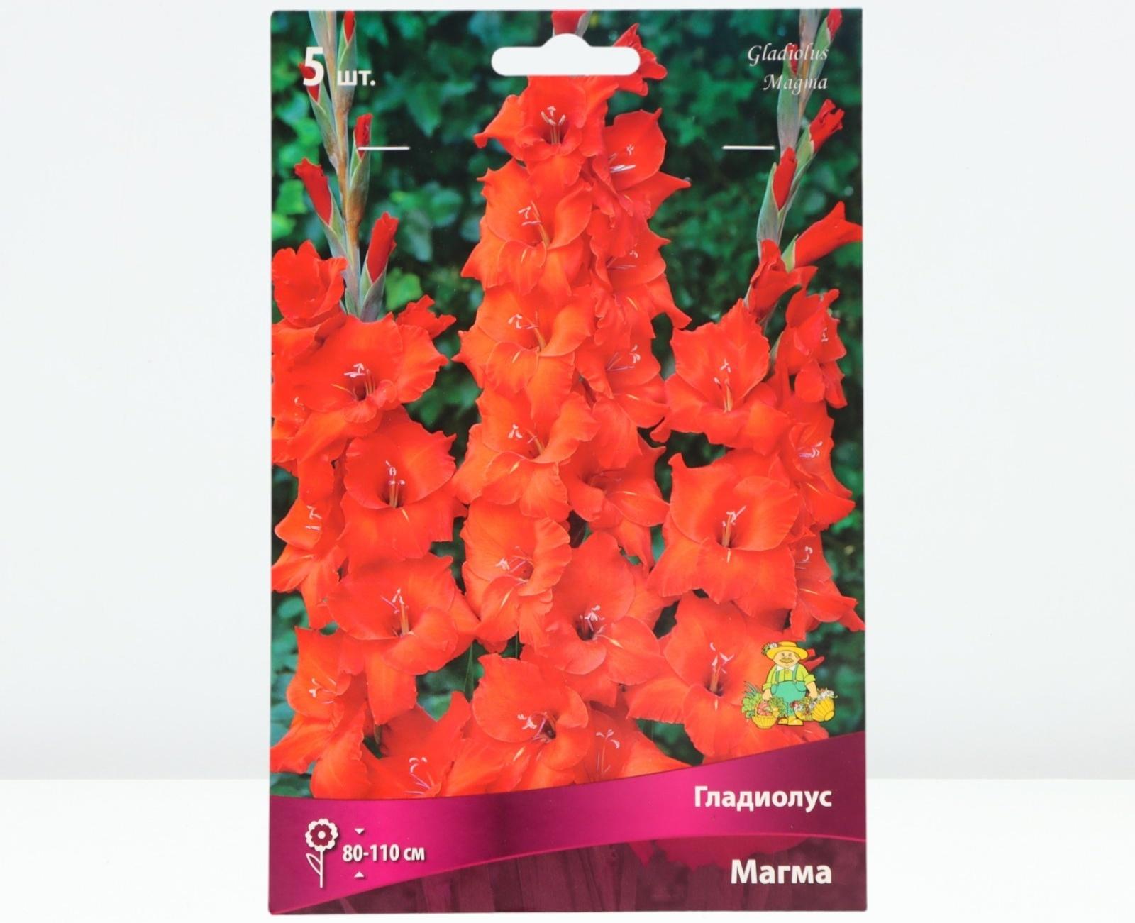 Гладиолус крупноцветковый 