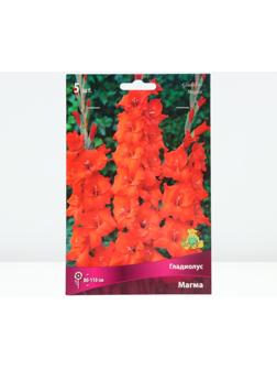 Гладиолус крупноцветковый 