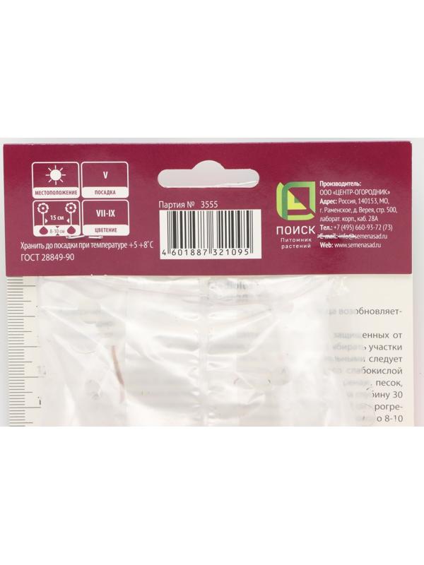 Гладиолус крупноцветковый 