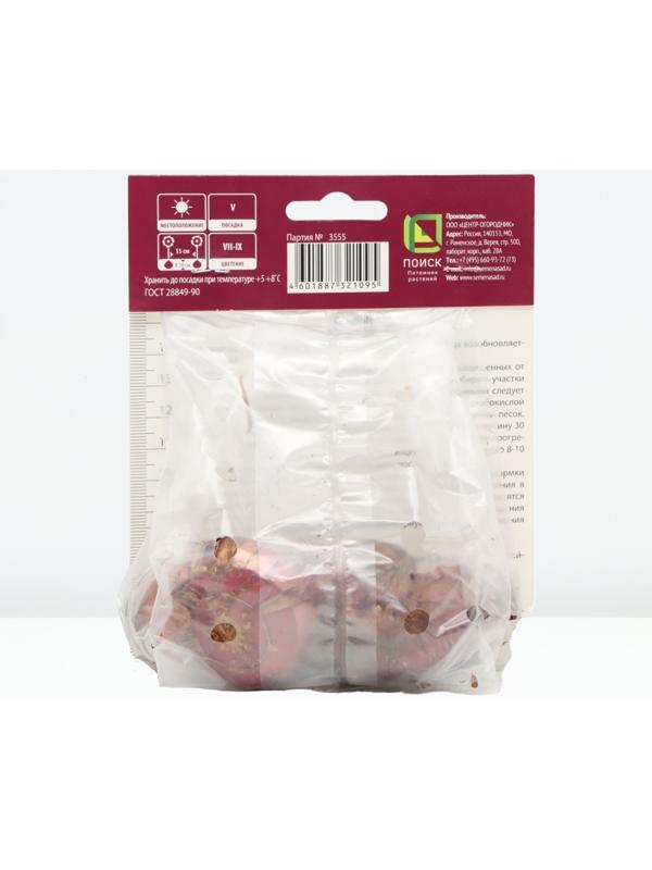 Гладиолус крупноцветковый 