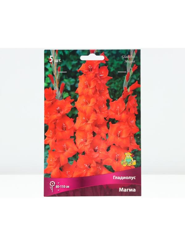 Гладиолус крупноцветковый 