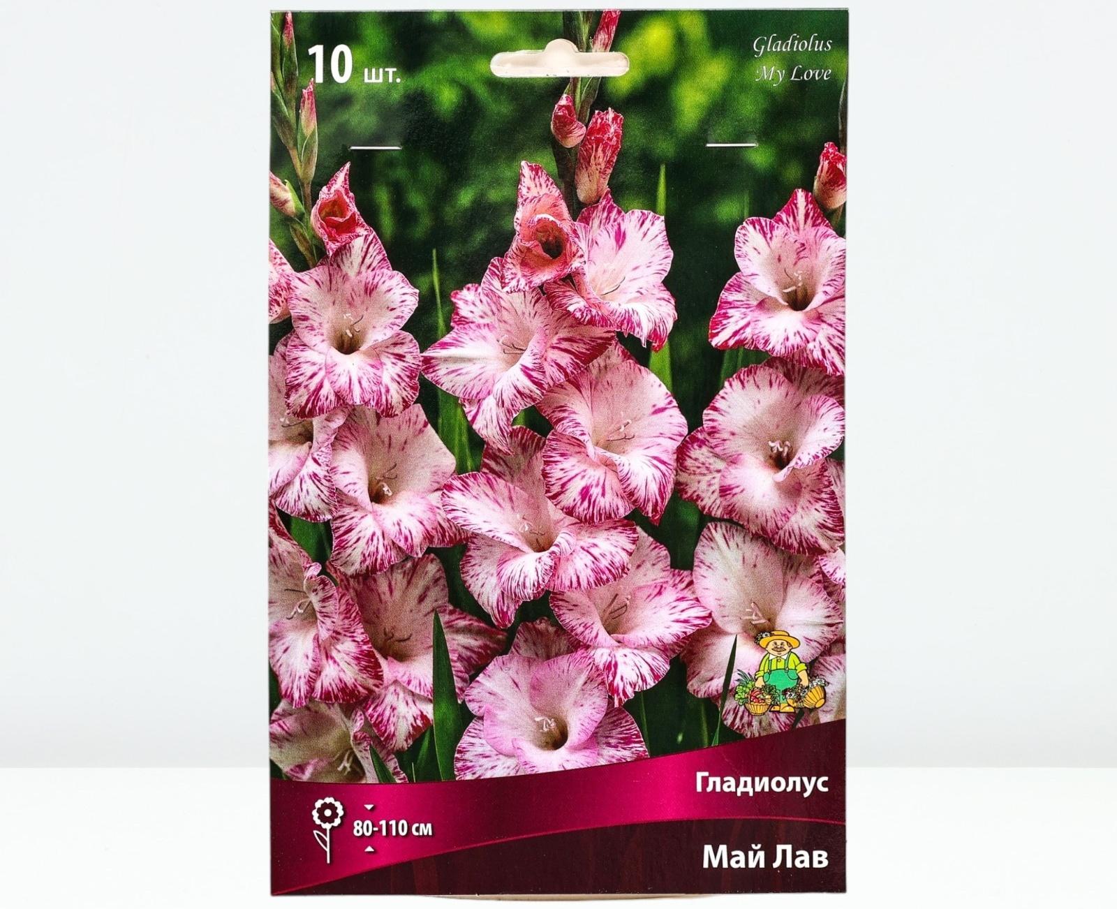 Гладиолус крупноцветковый 