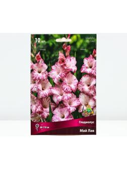 Гладиолус крупноцветковый 