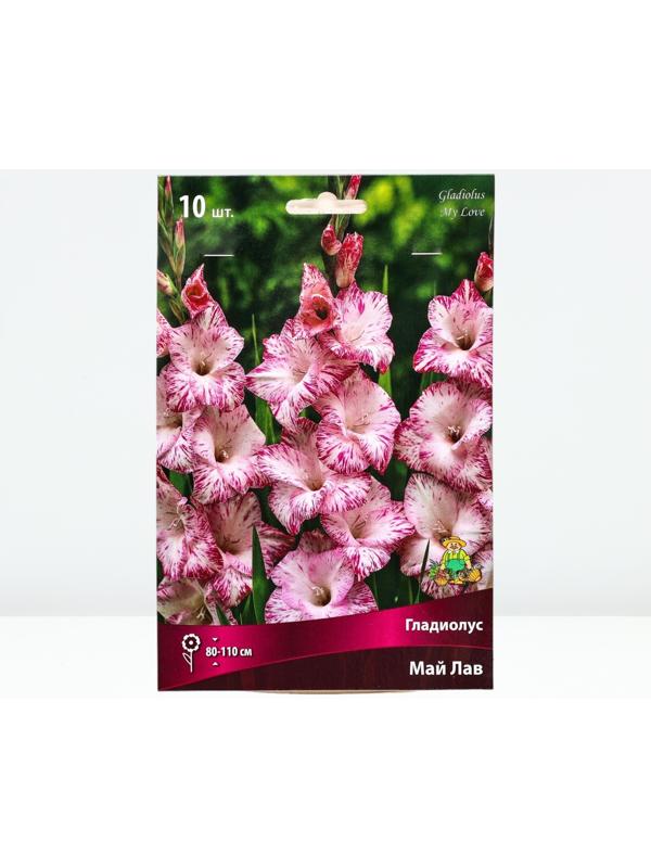 Гладиолус крупноцветковый 