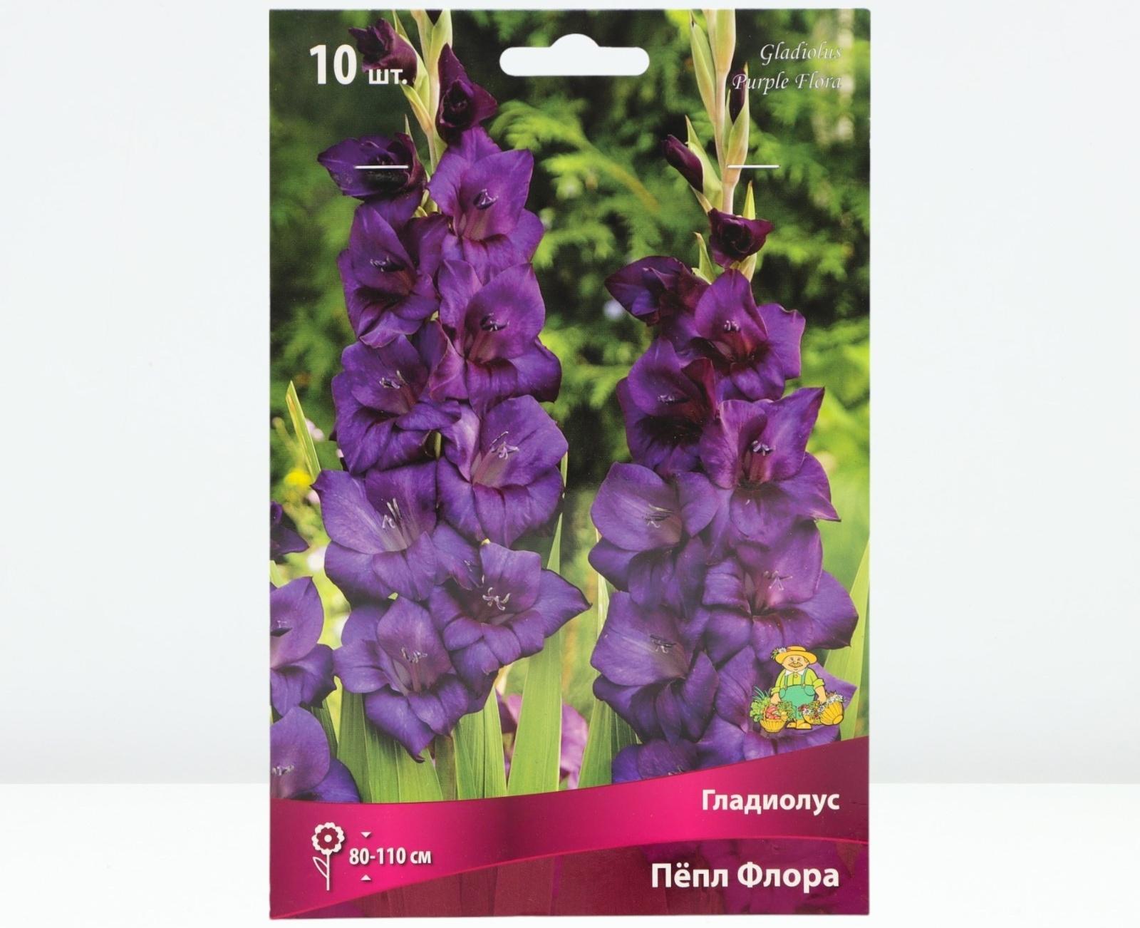 Гладиолус крупноцветковый 