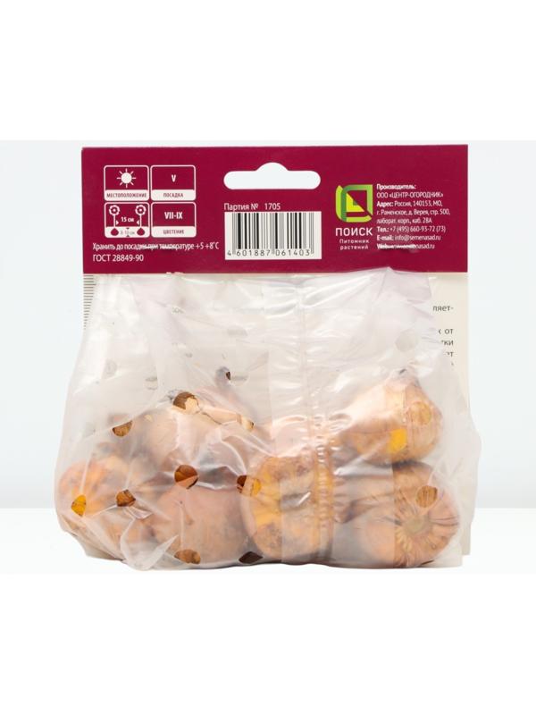 Гладиолус крупноцветковый 