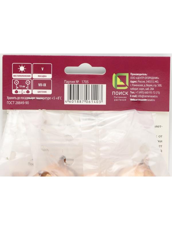 Гладиолус крупноцветковый 