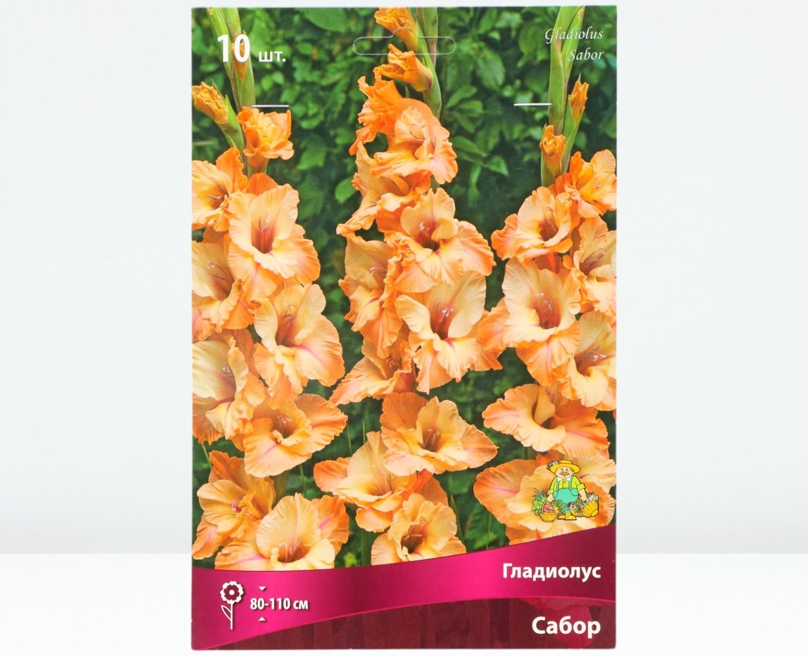 Гладиолус крупноцветковый 