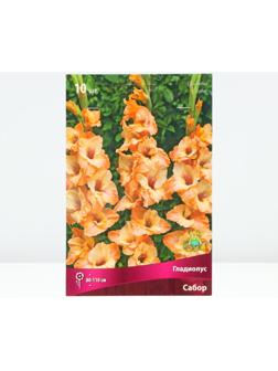 Гладиолус крупноцветковый 