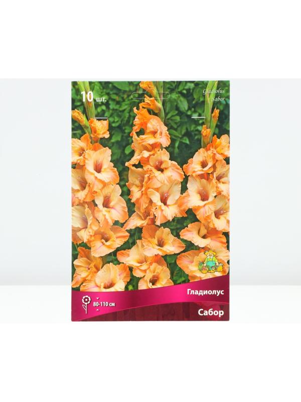 Гладиолус крупноцветковый 