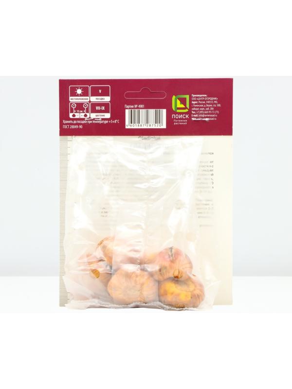 Гладиолус крупноцветковый 