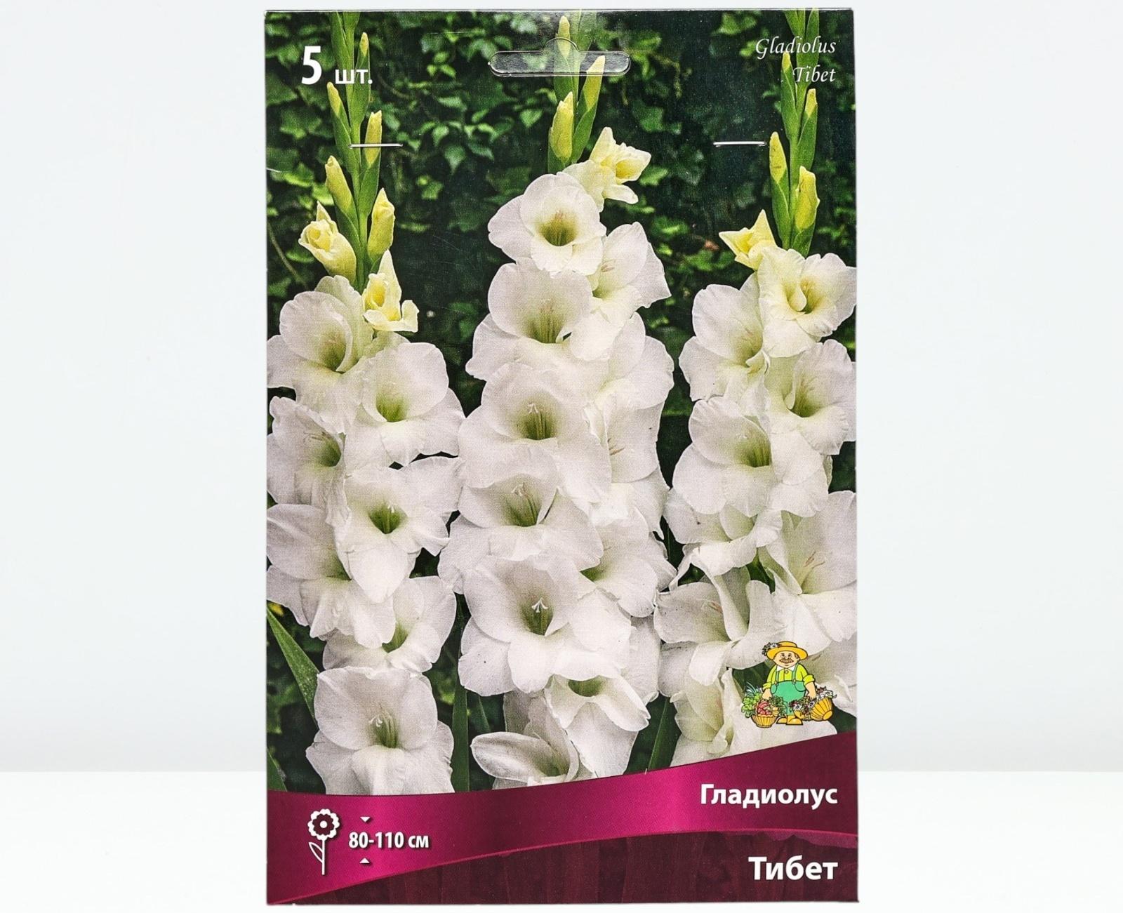 Гладиолус крупноцветковый 