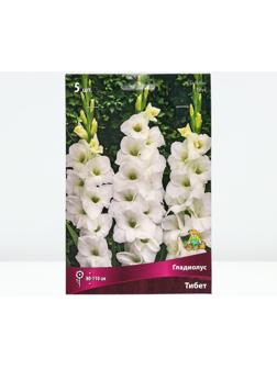 Гладиолус крупноцветковый 