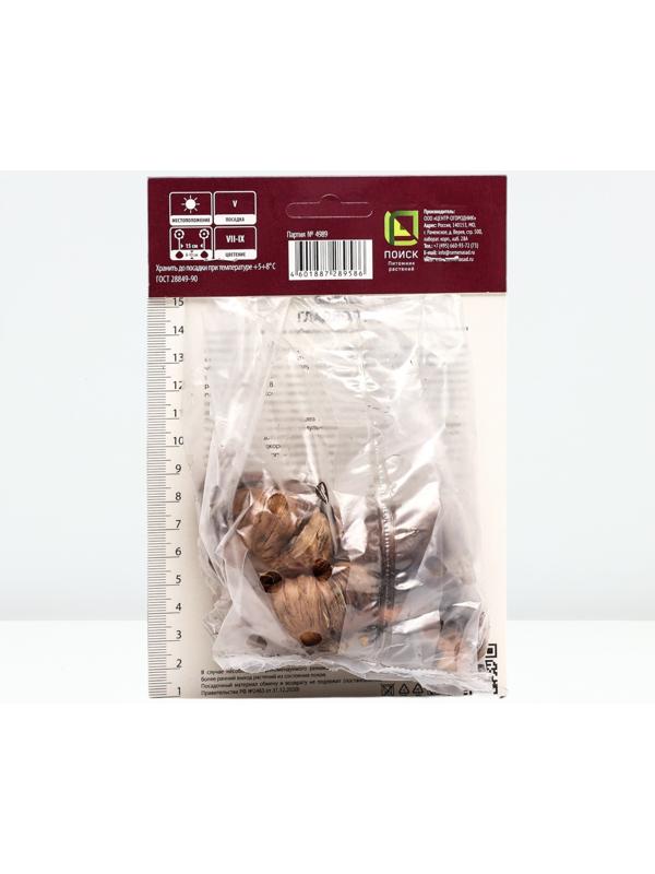 Гладиолус крупноцветковый 