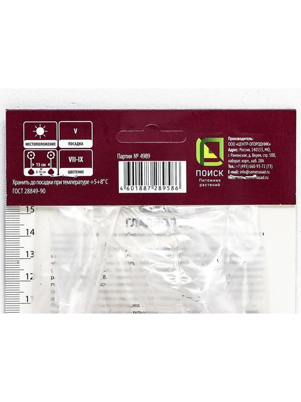 Гладиолус крупноцветковый 