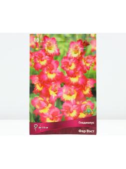 Гладиолус крупноцветковый 