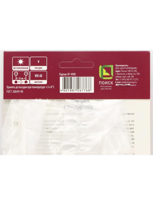 Гладиолус крупноцветковый 