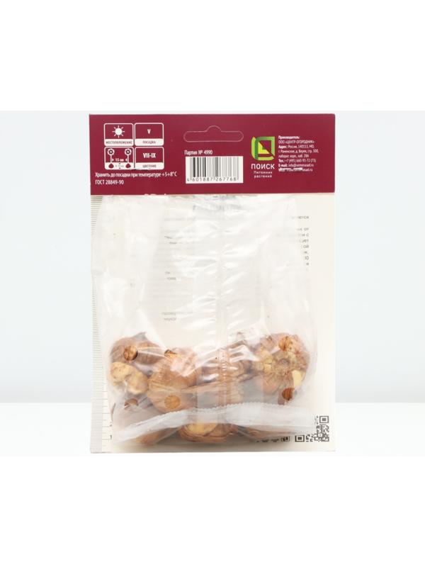 Гладиолус крупноцветковый 