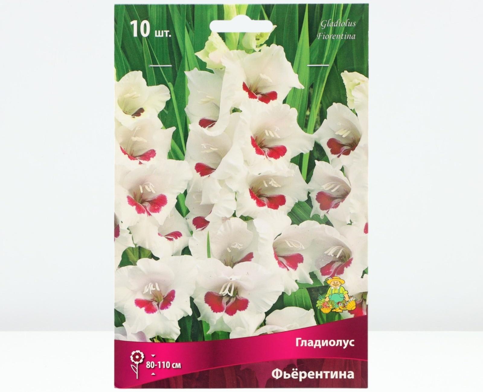 Гладиолус крупноцветковый 