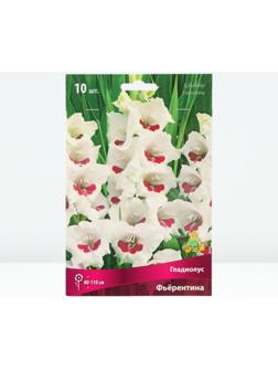 Гладиолус крупноцветковый 