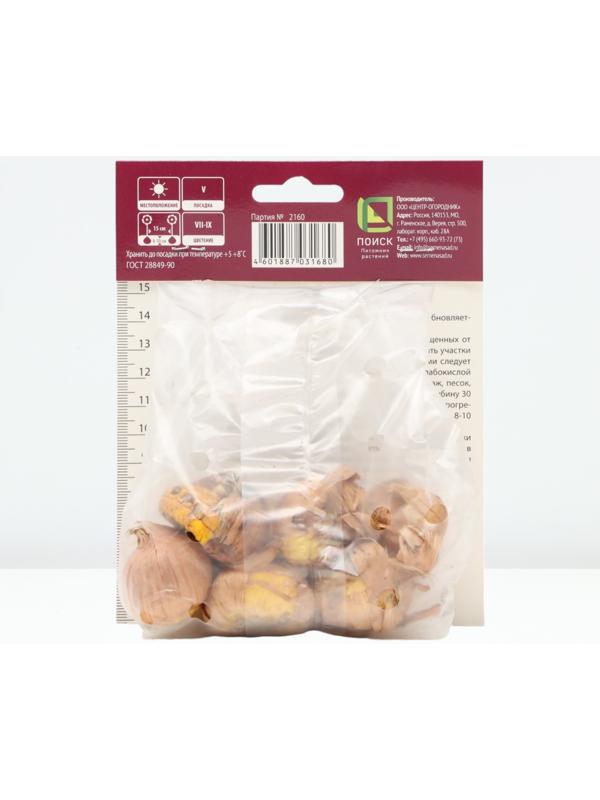 Гладиолус крупноцветковый 