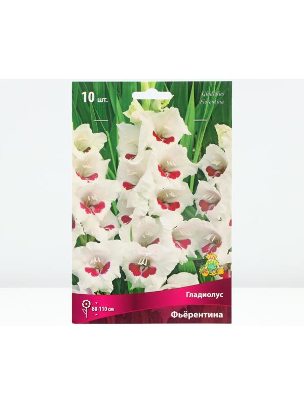 Гладиолус крупноцветковый 