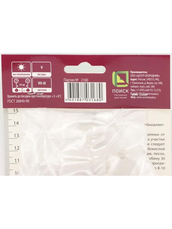 Гладиолус крупноцветковый 