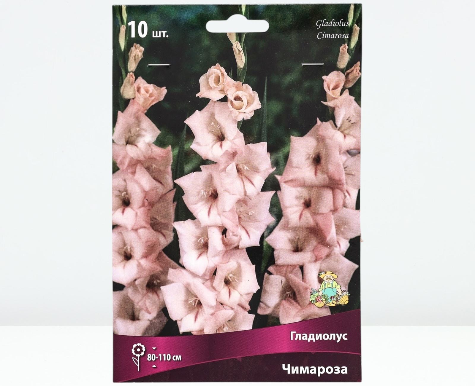 Гладиолус крупноцветковый 