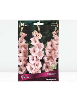 Гладиолус крупноцветковый 