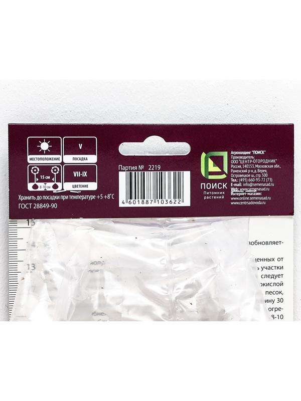 Гладиолус крупноцветковый 