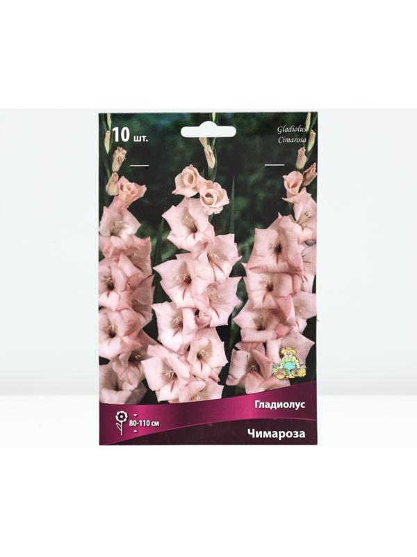 Гладиолус крупноцветковый 