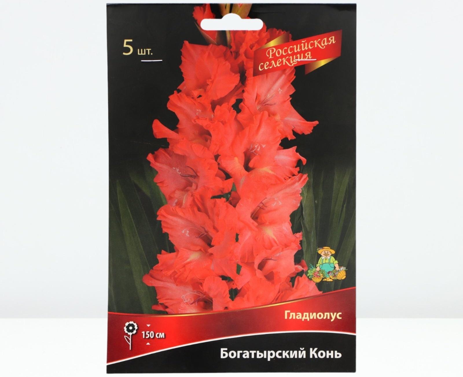 Гладиолус крупноцветковой 