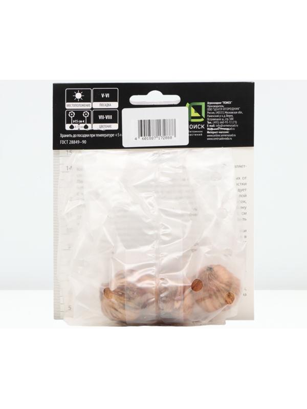 Гладиолус крупноцветковой 