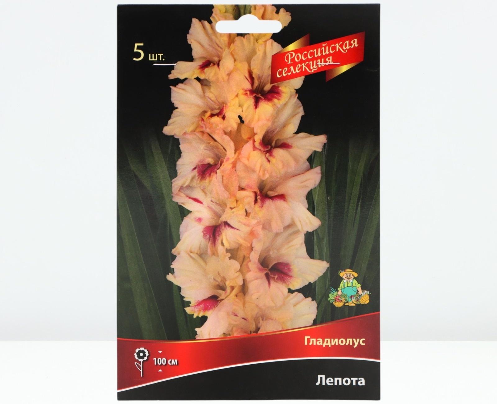 Гладиолус крупноцветковой 