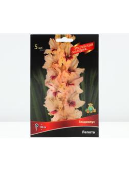 Гладиолус крупноцветковой 