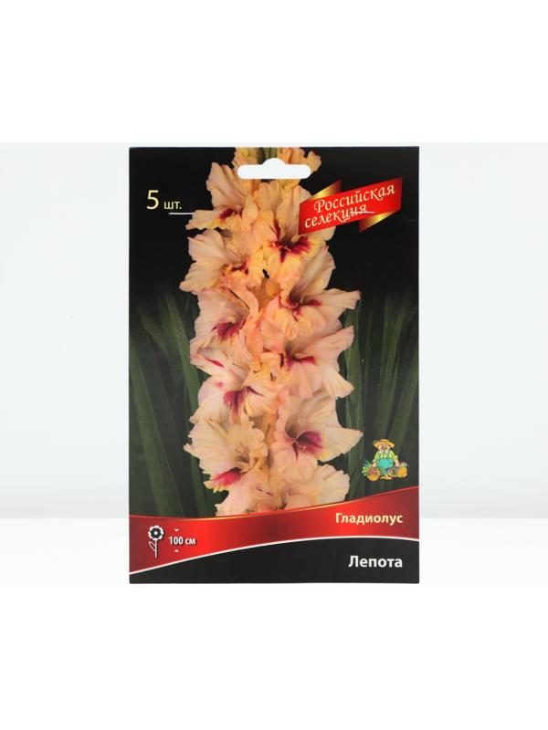 Гладиолус крупноцветковой 