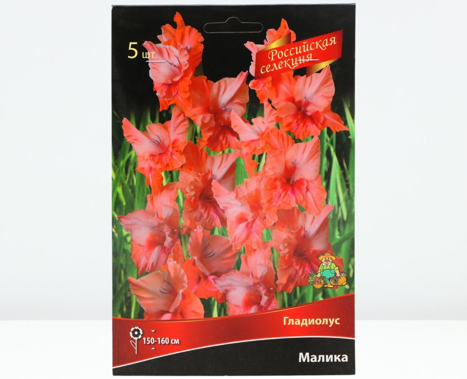 Гладиолус крупноцветковой 