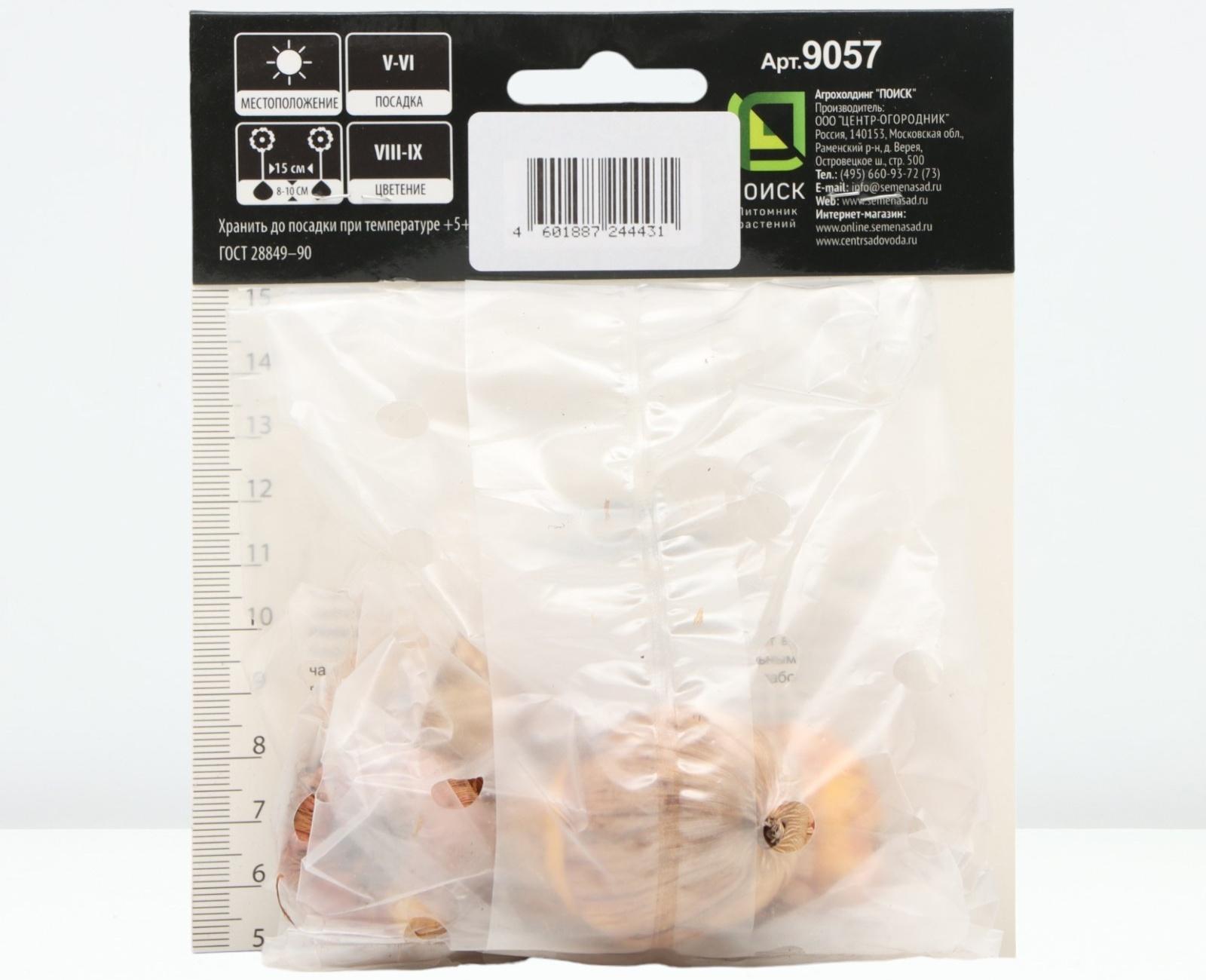 Гладиолус крупноцветковой 