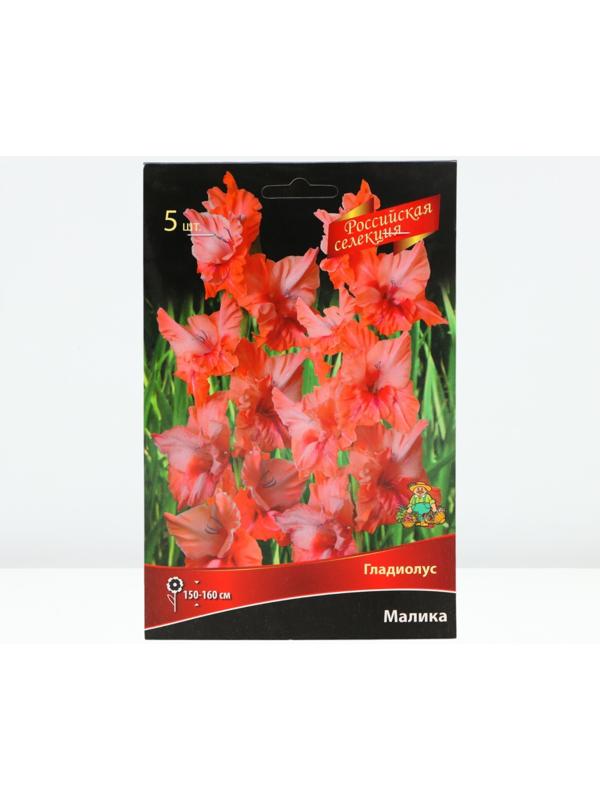 Гладиолус крупноцветковой 