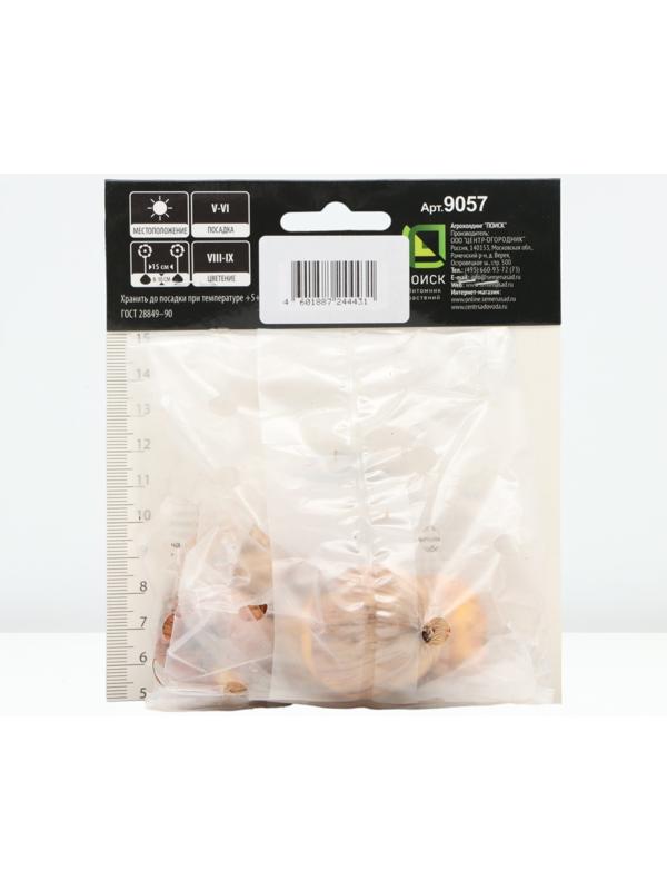 Гладиолус крупноцветковой 