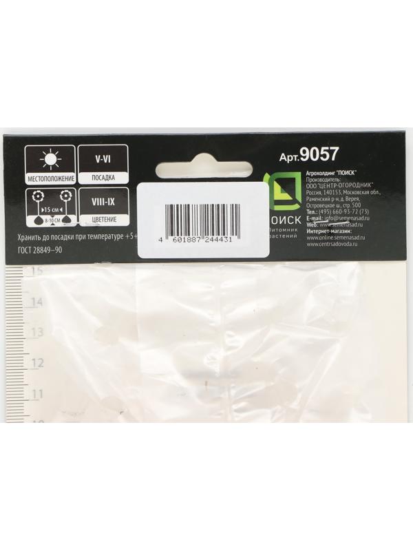 Гладиолус крупноцветковой 