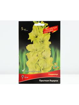 Гладиолус крупноцветковой 