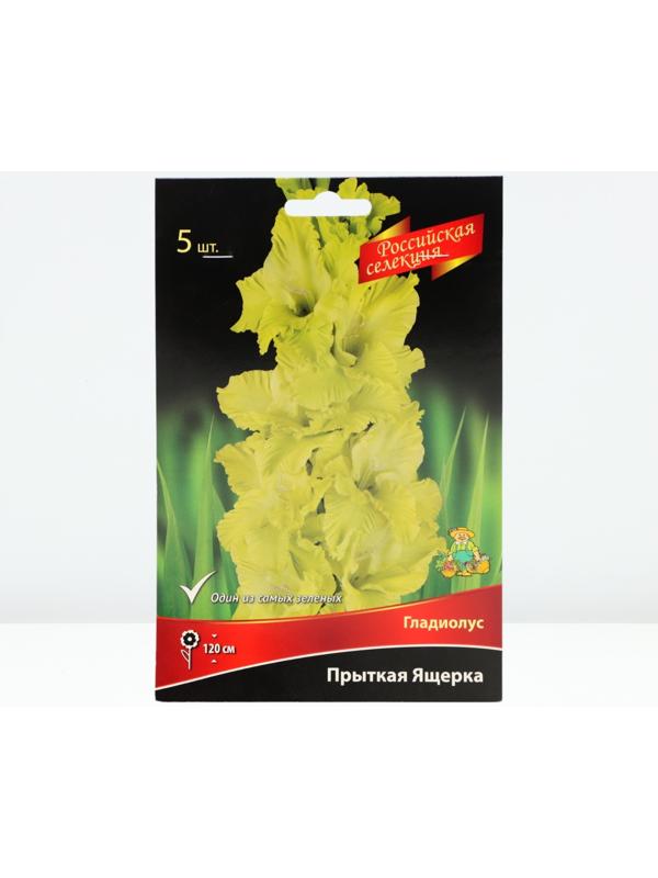 Гладиолус крупноцветковой 