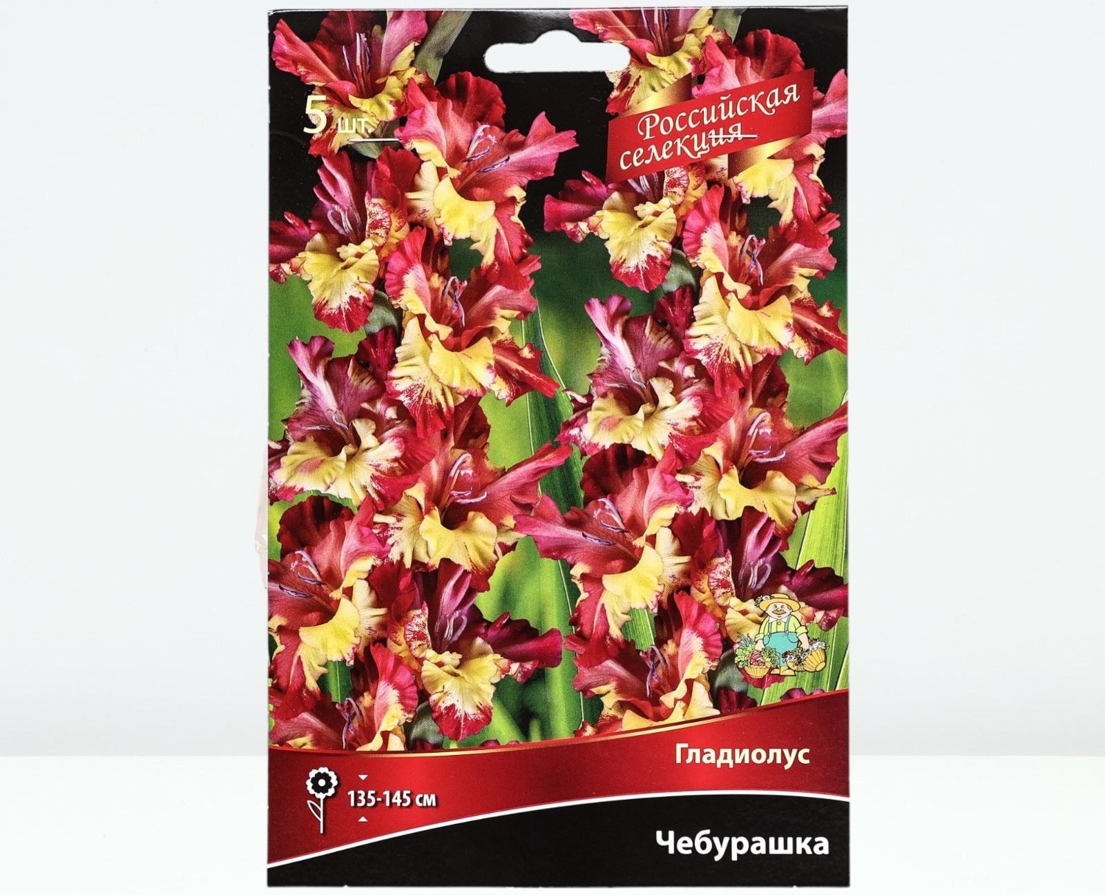 Гладиолус крупноцветковой 